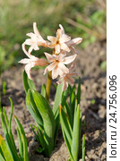 Розовый гиацинт сорта "Джипси Куин" (лат. Hyacinthus Gypsy Queen) Стоковое фото, фотограф Елена Коромыслова / Фотобанк Лори