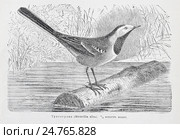 Белая трясогузка (Motacilla alba) - рисунок  из книги А. Брэма "Жизнь животных" 1896 г. Стоковая иллюстрация, иллюстратор Вера Смолянинова / Фотобанк Лори