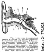 Ухо человека (схематический разрез) Стоковая иллюстрация, иллюстратор Макаров Алексей / Фотобанк Лори