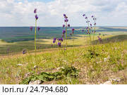 Шалфей поникающий (Salvia nutans) (2016 год). Стоковое фото, фотограф Ирина Яровая / Фотобанк Лори