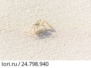 The Small Crab on the Beach. Стоковое фото, фотограф Александр Бекишев / Фотобанк Лори