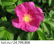 Роза морщинистая - Rosa rugosa. Стоковое фото, фотограф Беляева Наталья / Фотобанк Лори