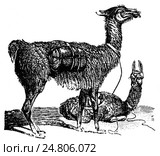 Лама с вьюком. Способы передвижения. Америка. Перу. Стоковая иллюстрация, иллюстратор Макаров Алексей / Фотобанк Лори