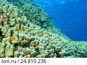 Антиасы лирохвостые (Pseudanthias squamipinnis) и  Хромисы двухцветные(Chromis dimidiata) в Красном море. Стоковое фото, фотограф Некрасов Андрей / Фотобанк Лори