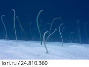 Группа угрей на дне Красного моря. Стоковое фото, фотограф Некрасов Андрей / Фотобанк Лори