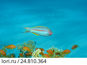 Талассома Клунингера (Thalassoma rueppellii) Стоковое фото, фотограф Некрасов Андрей / Фотобанк Лори
