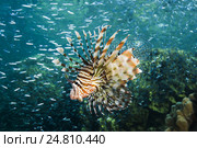 Тропическая рыбка (Pterois volitans), Красное море, Дахаб, Синайский полуостров, Египет. Стоковое фото, фотограф Некрасов Андрей / Фотобанк Лори
