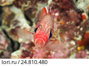 Рыба-солдат (Myripristis murdjan) Стоковое фото, фотограф Некрасов Андрей / Фотобанк Лори