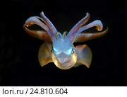 Кальмар (Sepioteuthis lessoniana) Стоковое фото, фотограф Некрасов Андрей / Фотобанк Лори