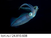 Кальмар (Sepioteuthis lessoniana) Стоковое фото, фотограф Некрасов Андрей / Фотобанк Лори
