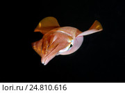 Кальмар (Sepioteuthis lessoniana) Стоковое фото, фотограф Некрасов Андрей / Фотобанк Лори