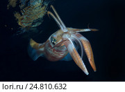 Кальмар (Sepioteuthis lessoniana) Стоковое фото, фотограф Некрасов Андрей / Фотобанк Лори