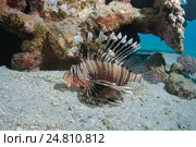 Рыба крылатка (Pterois mombasae) Стоковое фото, фотограф Некрасов Андрей / Фотобанк Лори