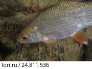 Красноперка (Scardinius erythrophthalmus) Стоковое фото, фотограф Некрасов Андрей / Фотобанк Лори