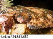 Лимон sole (Microstomus КИТТ) Арктика, Россия, Баренцево море. Стоковое фото, фотограф Некрасов Андрей / Фотобанк Лори