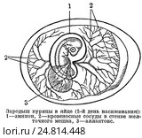 Зародыш курицы в яйце. Пятый день насиживания. Стоковая иллюстрация, иллюстратор Макаров Алексей / Фотобанк Лори