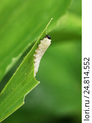 Пилильщик купеновый (Phymatocera aterrima). Личинка объедает зеленый лист Купены многоцветковой. Стоковое фото, фотограф Щеголева Ольга / Фотобанк Лори