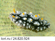 Голожаберный моллюск (Phyllidia elegans) Стоковое фото, фотограф Некрасов Андрей / Фотобанк Лори