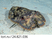 Омар (Parribacus antarcticus) Стоковое фото, фотограф Некрасов Андрей / Фотобанк Лори