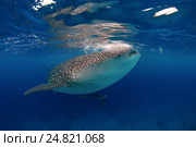 Китовая акула (Rhincodon typus) Стоковое фото, фотограф Некрасов Андрей / Фотобанк Лори