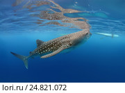Китовая акула (Rhincodon typus) Стоковое фото, фотограф Некрасов Андрей / Фотобанк Лори