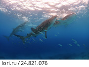 Китовая акула (Rhincodon typus) Стоковое фото, фотограф Некрасов Андрей / Фотобанк Лори