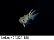 Пятнистая сферамия (Sphaeramia orbicularis), Южно-Китайское море, Малайзия. Стоковое фото, фотограф Некрасов Андрей / Фотобанк Лори