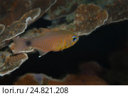 Оранжевополосая рыба-кардинал (Taeniamia fucata), Южно-Китайское море, Реданг, Малайзия, Азия. Стоковое фото, фотограф Некрасов Андрей / Фотобанк Лори