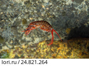 Рак Gammarid (Eulimnogammarus violaceus) Стоковое фото, фотограф Некрасов Андрей / Фотобанк Лори