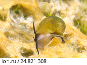 Моллюск (Benedictia baicalensis) Стоковое фото, фотограф Некрасов Андрей / Фотобанк Лори
