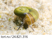 Моллюск Ramshorn Snail (Planorbis planorbis) Стоковое фото, фотограф Некрасов Андрей / Фотобанк Лори