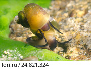 Моллюск Ramshorn Snail (Planorbis planorbis) Стоковое фото, фотограф Некрасов Андрей / Фотобанк Лори