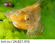 Пестрый подкаменщик (Batrachocottus baicalensis) Стоковое фото, фотограф Некрасов Андрей / Фотобанк Лори