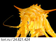 Гаммарус (Eulimnogammarus Тритон), озеро Байкал. Стоковое фото, фотограф Некрасов Андрей / Фотобанк Лори