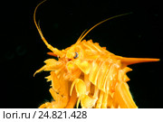 Гаммарус (Eulimnogammarus Тритон), озеро Байкал. Стоковое фото, фотограф Некрасов Андрей / Фотобанк Лори