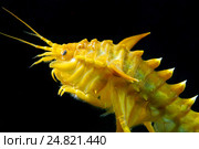 Гаммарус (Eulimnogammarus Тритон), озеро Байкал. Стоковое фото, фотограф Некрасов Андрей / Фотобанк Лори