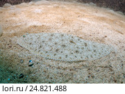 Европейская камбала  (Platichthys flesus), Черное море (2011 год). Стоковое фото, фотограф Некрасов Андрей / Фотобанк Лори