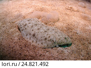 Европейская камбала  (Platichthys flesus), Черное море (2011 год). Стоковое фото, фотограф Некрасов Андрей / Фотобанк Лори