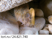 Морская собачка павлин (Salaria pavo). Черное море, Крым (2013 год). Стоковое фото, фотограф Некрасов Андрей / Фотобанк Лори