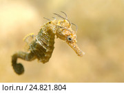 Морской конек (Hippocampus hippocampus) Стоковое фото, фотограф Некрасов Андрей / Фотобанк Лори