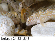 Морские собачки (Salaria pavo) (2013 год). Стоковое фото, фотограф Некрасов Андрей / Фотобанк Лори