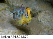 Морская собачка (Salaria pavo) (2013 год). Стоковое фото, фотограф Некрасов Андрей / Фотобанк Лори