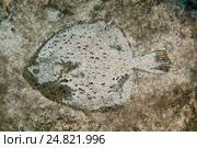 Черноморский калкан (Psetta maetica, Scophthalmus maeoticus) Стоковое фото, фотограф Некрасов Андрей / Фотобанк Лори