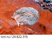 Голожаберный моллюск или морской Слизень (Aeolidia papillosa) Стоковое фото, фотограф Некрасов Андрей / Фотобанк Лори