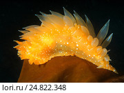 Голожаберный моллюск (Dirona pellucida) Стоковое фото, фотограф Некрасов Андрей / Фотобанк Лори