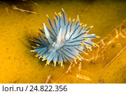 Голожаберный моллюск (Janolus fuscus ) Стоковое фото, фотограф Некрасов Андрей / Фотобанк Лори