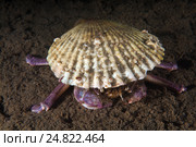 Краб самурай (Paradorippe granulata) Стоковое фото, фотограф Некрасов Андрей / Фотобанк Лори