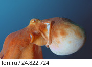 Гигантский тихоокеанский осьминог  (Enteroctopus dofleini), Японское море. Стоковое фото, фотограф Некрасов Андрей / Фотобанк Лори