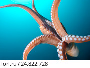Гигантский тихоокеанский осьминог  (Enteroctopus dofleini), Японское море. Стоковое фото, фотограф Некрасов Андрей / Фотобанк Лори