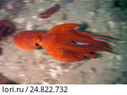 Гигантский тихоокеанский осьминог  (Enteroctopus dofleini), Японское море. Стоковое фото, фотограф Некрасов Андрей / Фотобанк Лори